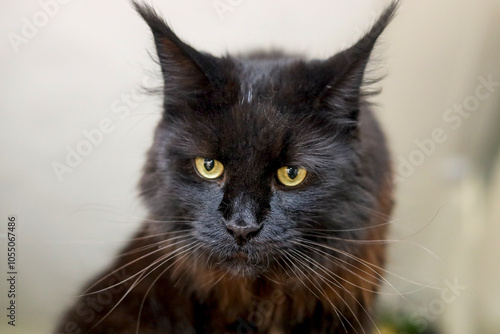 Portrait of a beautiful Maine Coon male cat