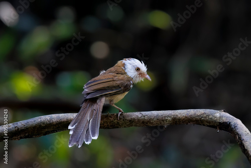 Collared babbler on a branch, Thailand, South East Asia