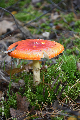 red fly agaric