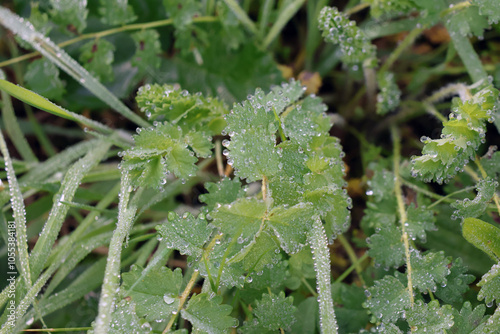 petite végétation et ses gouttes de pluie