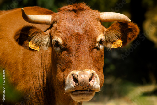 PRIMER PLANO A LAS VACAS