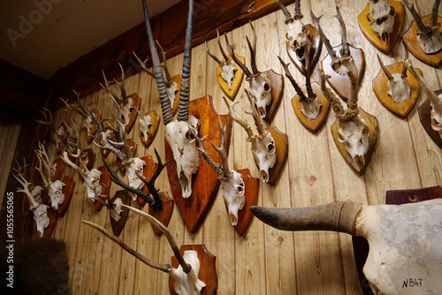 Stuffed animals, bones and skeletons of various animals in anatomy museum