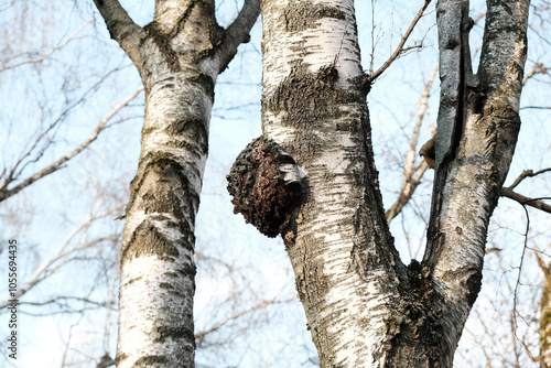 Chaga fungus or Inonotus obliquus. Birch tree mushroom parasitizes on trunk of tree. Charcoal-like Black mass, birch canker polypore.