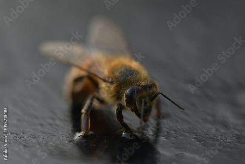 Abeja