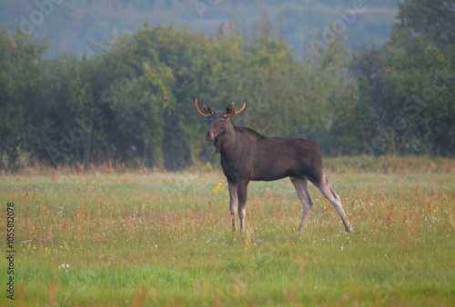 Łoś w środowisku naturalnym