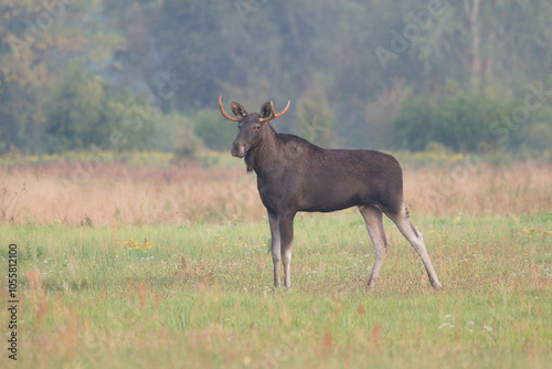 Łoś w środowisku naturalnym