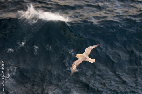 Northern Fulmar Bird Flying Over Sea in Arctic