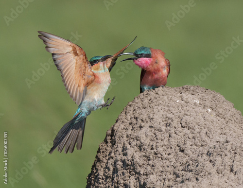 Carmine bee-eaters