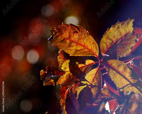 Autumn leaves in the City park