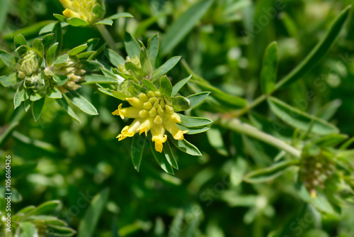 Common kidney vetch flower