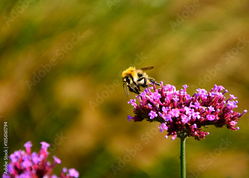 trzmiel siedzący na werbenie patagońskej, Bumble-bee sitting on Verbena purple flower, Verbena bonariensis, Bombus, Bumblebee, bumblebee on a purple top vervain flower