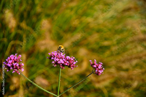 trzmiel siedzący na werbenie patagońskej, Bumble-bee sitting on Verbena purple flower, Verbena bonariensis, Bombus, Bumblebee, bumblebee on a purple top vervain flower