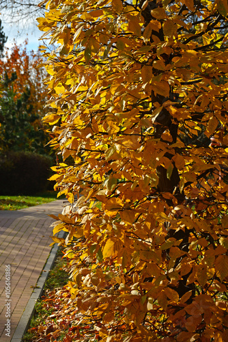 żółte liście jesienne, żywopłot z grabu jesienią, Carpinus, yellow autumn fall, hornbeam hedge in autumn, Hornbeam hedge in autumn,