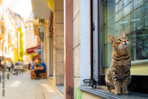 A stray tabby cat with green eyes sits on a window ledge outside a shop with the Galata Tower in view in the distance in Istanbul, Turkey.