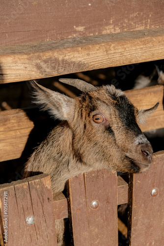 goat close up. life. farming