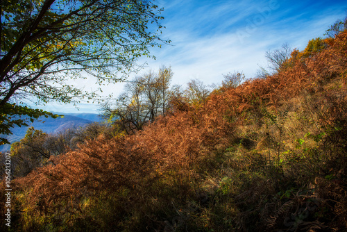 Mountain landscape in autumn. Beautiful colors of the leaves, trees and bushes. A path that leads between the forest оn mountain Kitka near the city of Skopje, Macedonia.