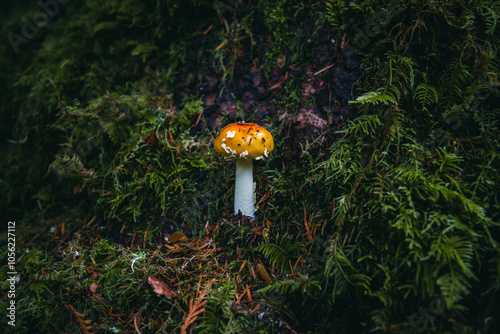 One fly agaric (Amanita muscari) red-headed hallucinogenic toxic mushroom in autumn forest close-up