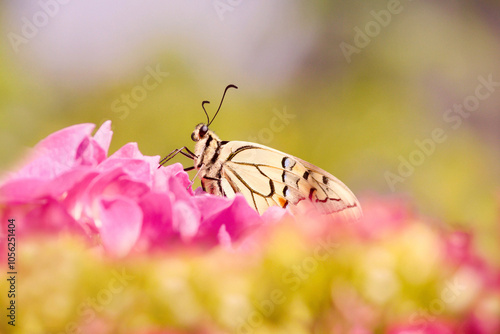 Machaon