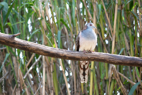 The peaceful dove has a pink-grey breast with checkered grey-brown wings. Thin striations of black appear around the neck and nape area and descend down the back.