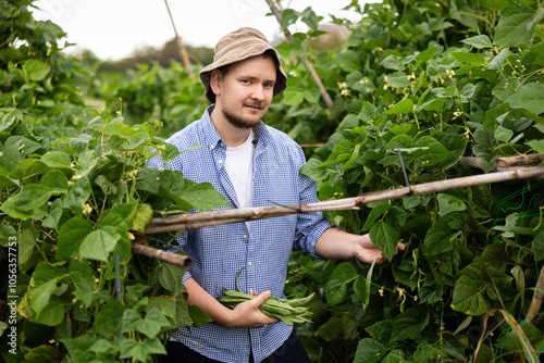 Lot of ripe beans barely fit in hands of young man. Male peasant checkered shirt collects beans in garden, cuts ripe fruits from bushes