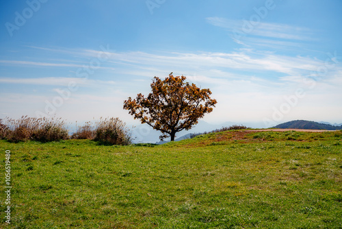 Autumn scenery with a lone tree standing in a green field on Hwangmaesan Mountain in Korea