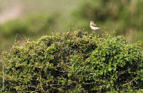 Northern Wheatear, Tapuit, Oenanthe oenanthe