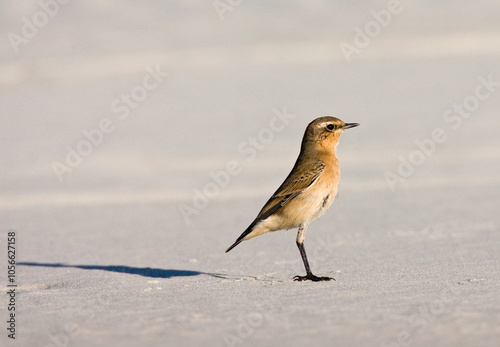 Tapuit, Northern Wheatear, Oenanthe oenanthe