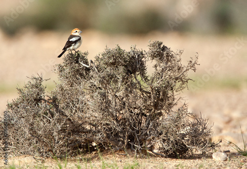 Roodkopklauwier, Woodchat Shrike; Lanius senator