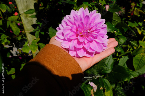 Hand Holding Bright Pink Purple Dahlia in Fall