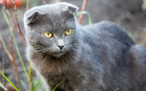 A cat with a yellow eye stares at the camera