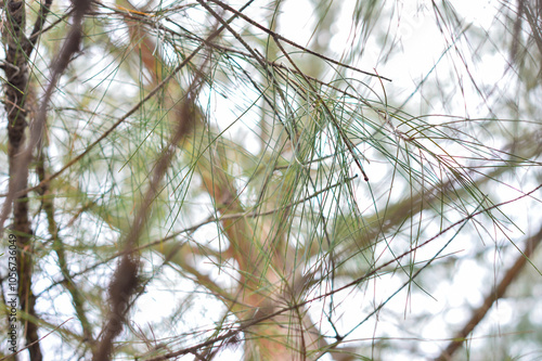 Abstract background of blurred pine tree braches