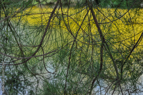 Pine tree braches with yellow water backdrop abstrqct background concept