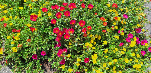 Close-up of a portulaca bush with colorful flowers. Panorama.