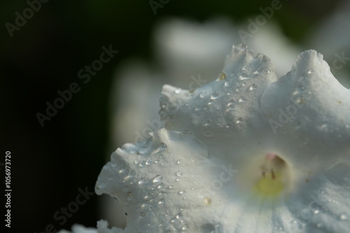 花びらについた水滴