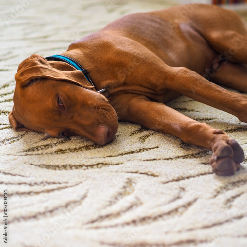 puppy sleeping on the carpet