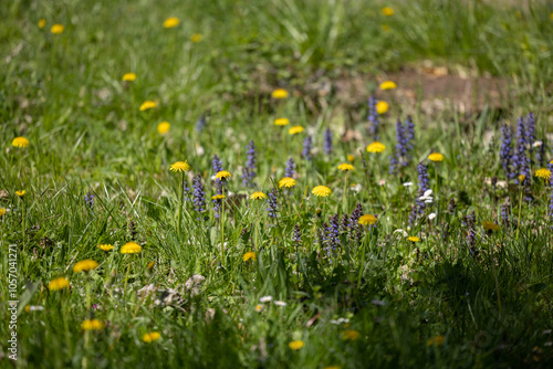 dettagli di un prato d'erba con vari fiori gialli, bianchi e viola, di giorno, in primavera