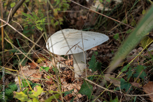 vista macro di un fungo con un berretto bianco molto grande, in primavera, su un terreno naturale tra erba e foglie secche