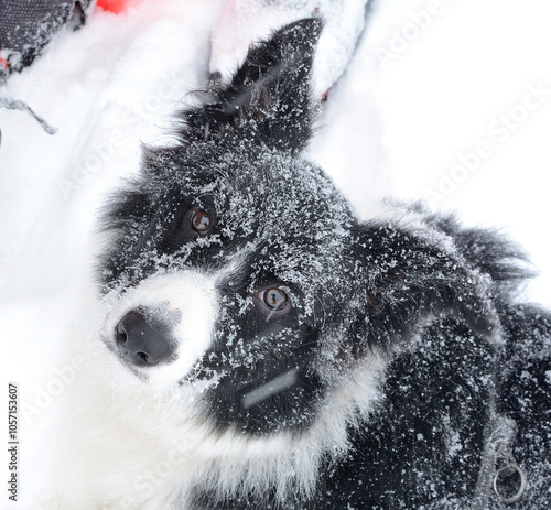 Pies rasy Border Collie w śniegu