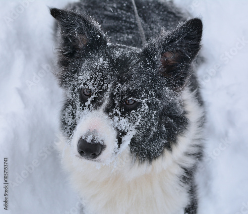 Pies rasy Border Collie w śniegu