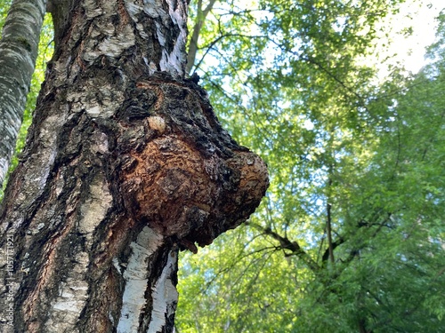 Birch fungus Chaga parasitizes on trunk of tree. Inonotus obliquus or Chaga mushroom is growing on birch tree. Organic pathogen used in alternative medicine.