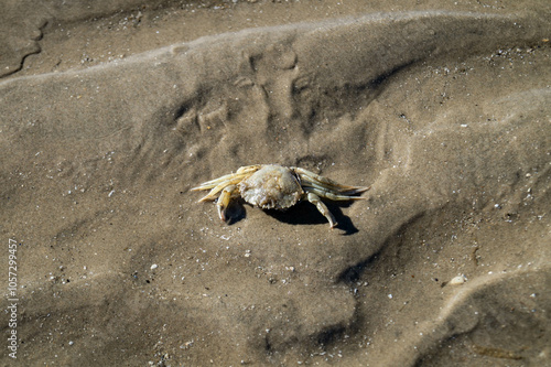 Am Strand von Blavand in Dänemark