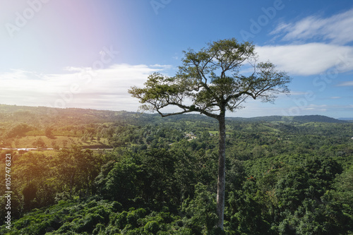 Giant tree on green mountain landscape