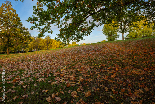 London - 10 15 2022: Carpet of autumn leaves in Roundwood Park