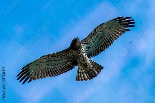 Un biancone in volo esplora la campagna in cerca di prede.