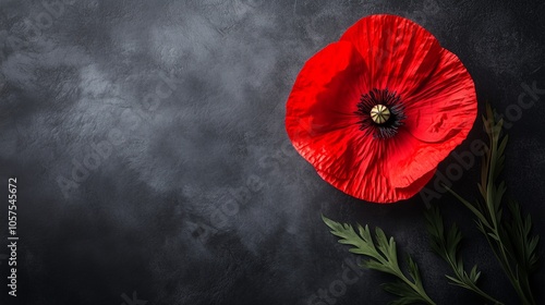 A single red poppy on an empty background, Veteran's Day concept