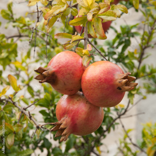 Trois grenades sur leur arbre