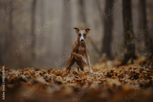 Chudy pies whippet w mglistym lesie późną jesienią