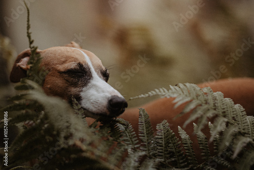 Płowy whippet otula liść paproci w jesiennym lesie