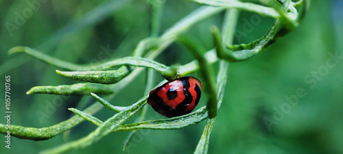 Close-up Coccinella transversalis or ladybug