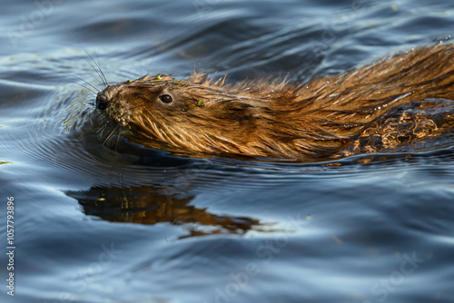 A Muskrat (Ondatra zibethicus) swimming on the surface of the water in Michigan, USA.